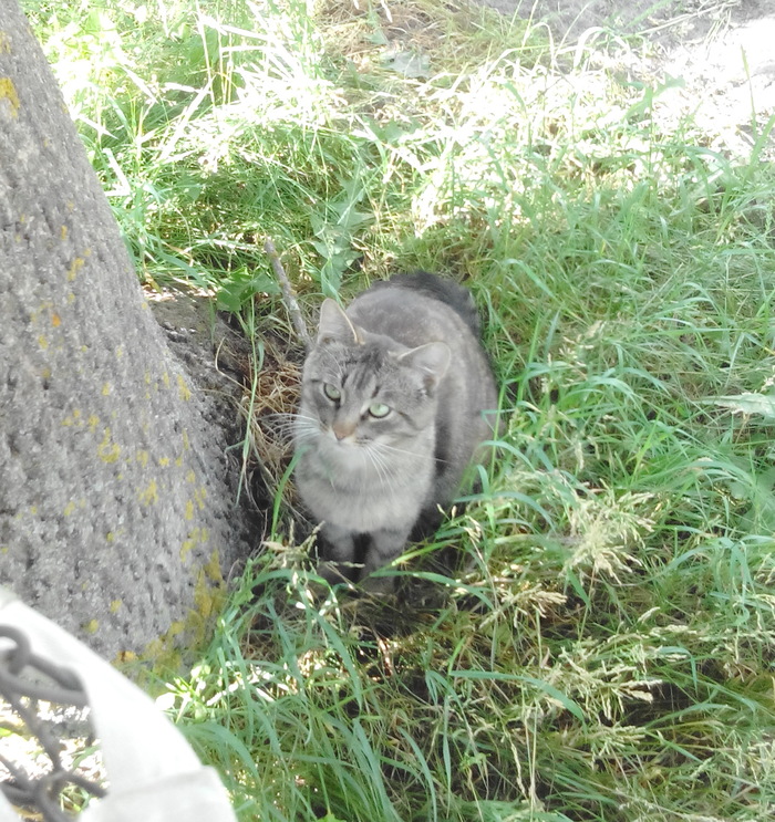 Just Cat Boris. - My, handsome cat, Bruised tails, Longpost, cat