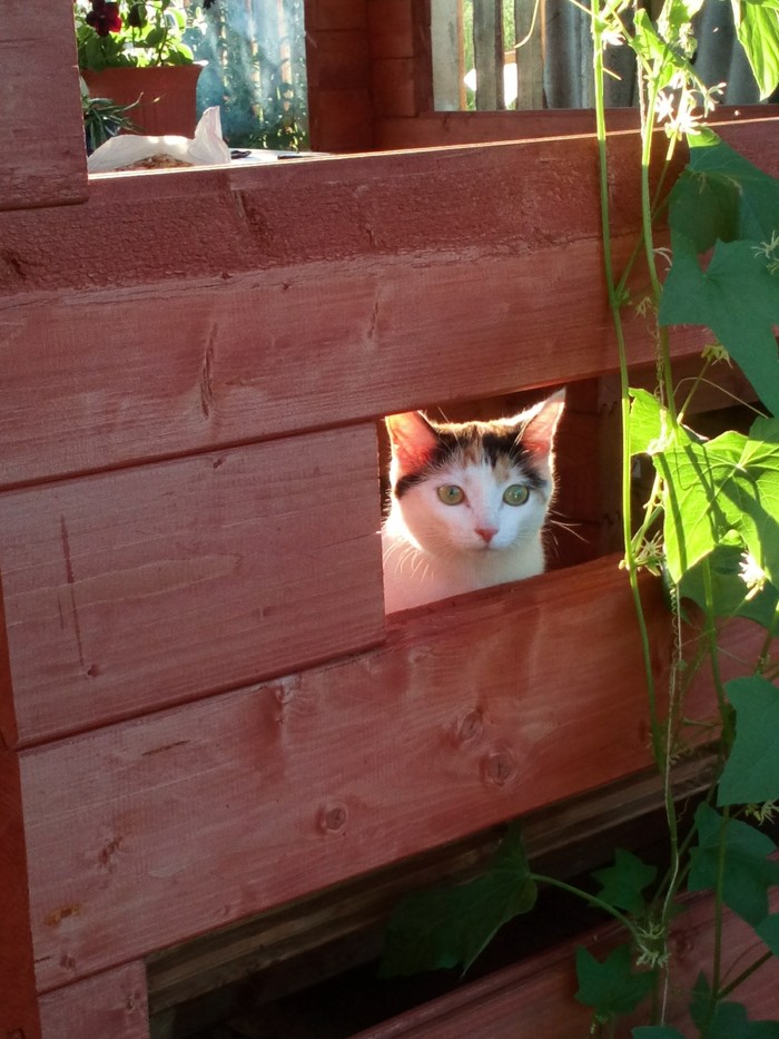 First time at the cottage - My, cat, Dacha, Pets, Longpost, Hare