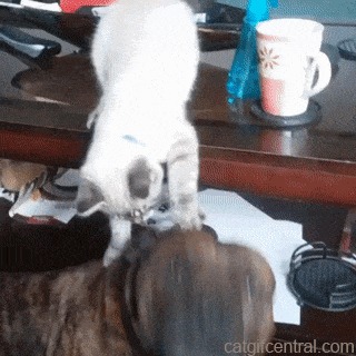 - Не бойтесь, он просто хочет поиграть.