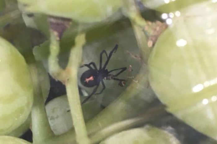American woman bought her son grapes and found a black widow in him - Society, USA, Spider, Black Widow, Grape, Score, Lenta ru, Clickbait