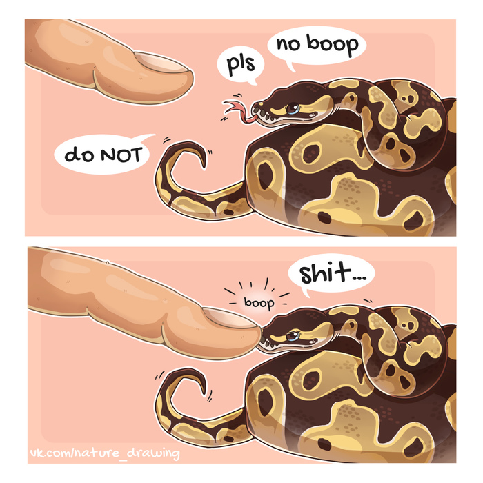 No boop! - Моё, Рисунок, Змея, Террариумистика, Королевский питон, Анималистика, Цифровой рисунок, Digital, Милота