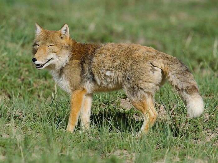 Tibetan Satisfied Fox ^.^ - Fox, Tibetan fox, Animals, The photo