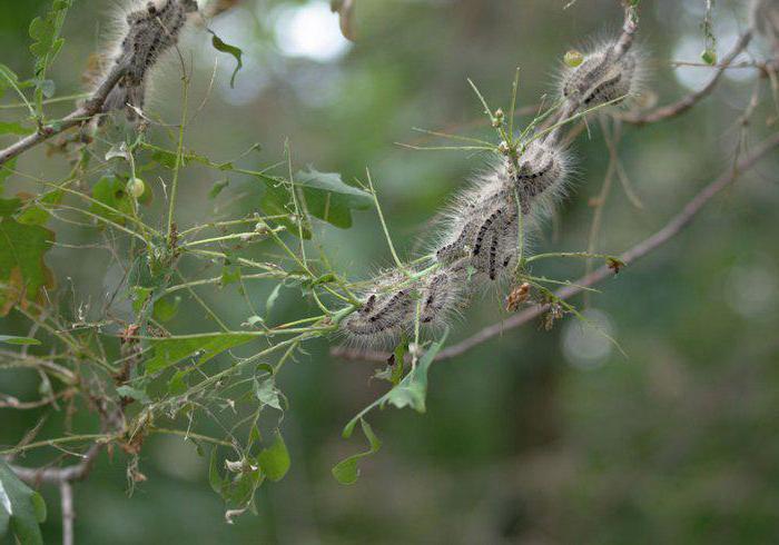 From the life of insects - 2. An emigrant's mistake. - Insects, Informative, , Longpost