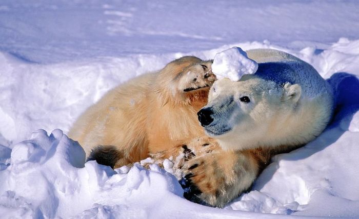 I'll put a snowball on my head, otherwise it's too hot - Polar bear, The Bears, Arctic, Cold, Snowflake, Relaxation, The national geographic