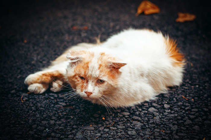 Life is complicated - My, Beginning photographer, Canon EOS 700D, 50mm, cat