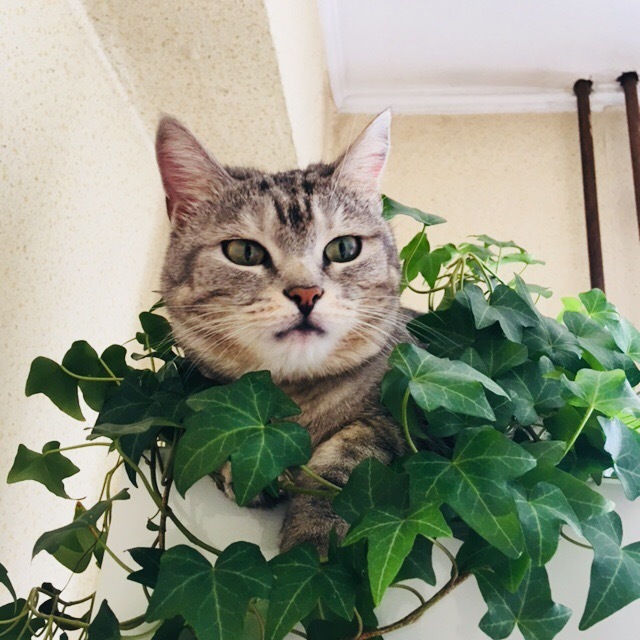 My cheeky beauty - My, cat, Flowers, Pets, The photo, Mobile photography, Longpost