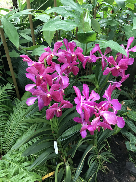 singapore orchid park - My, Singapore, Orchids, Flowers, Longpost