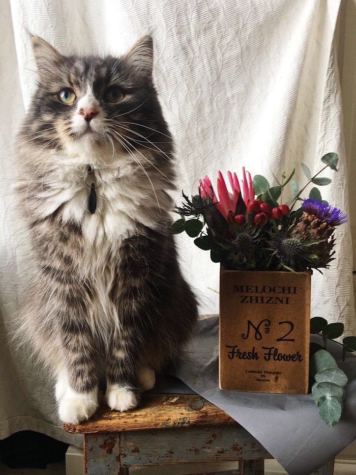 Statement)) - My, cat, Flowers