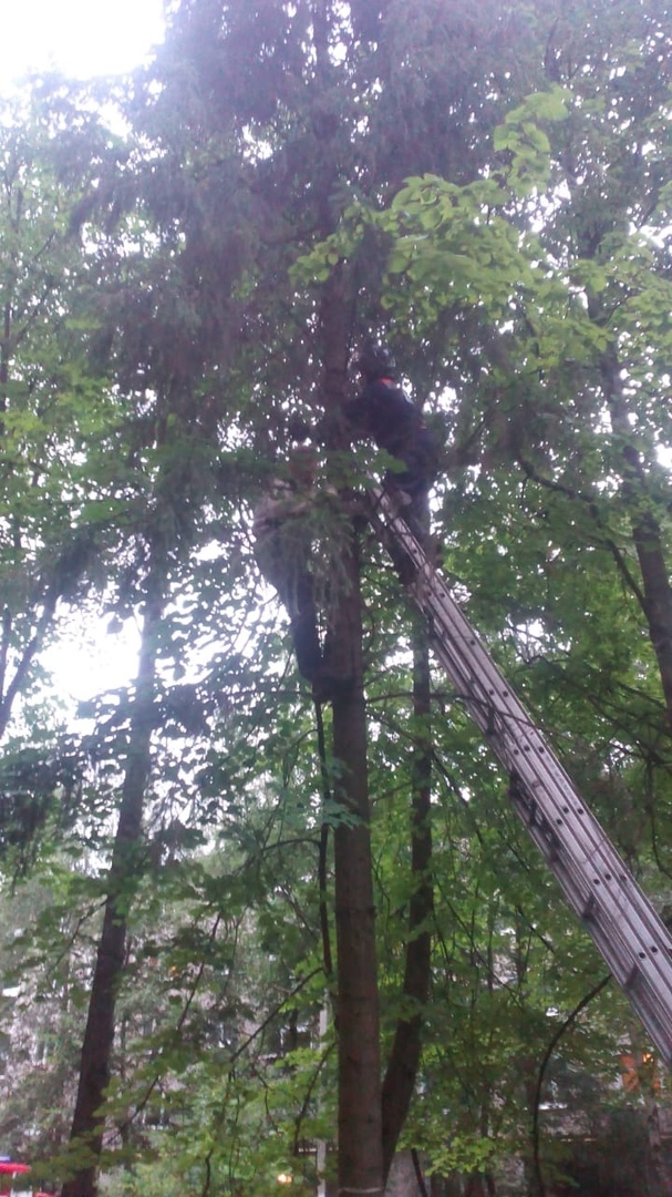 Good news from Sergiev Posad: PSO 13 rescuers removed a man and a kitten from a tree. - Rescuers, Good news, cat, Longpost