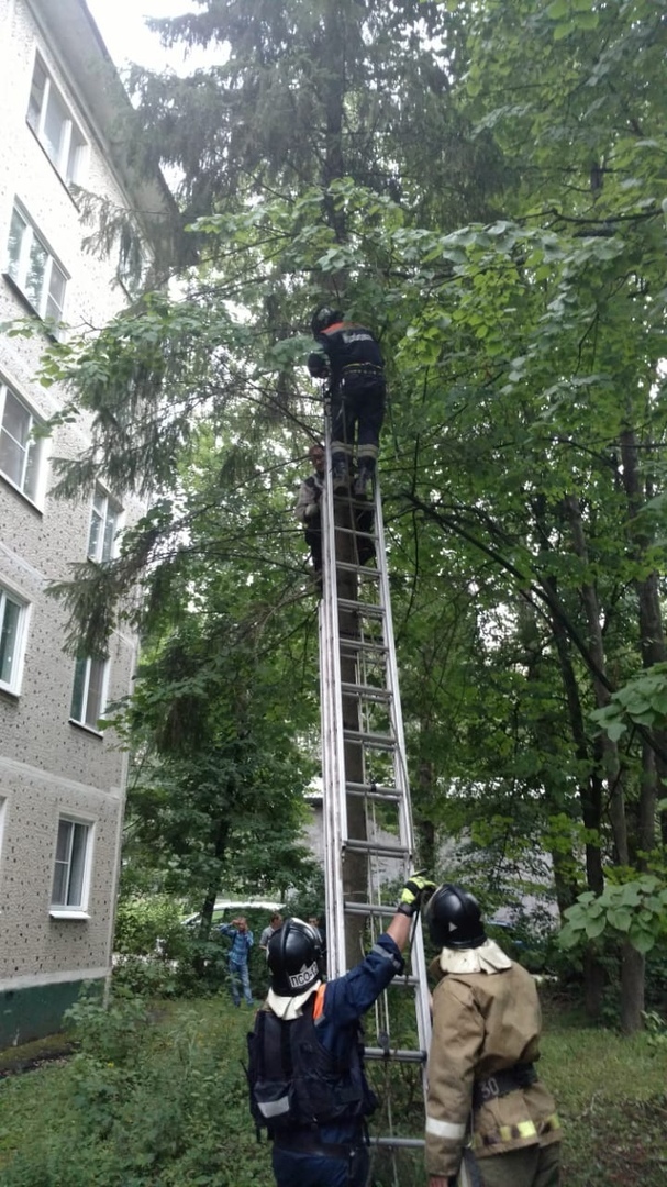 Good news from Sergiev Posad: PSO 13 rescuers removed a man and a kitten from a tree. - Rescuers, Good news, cat, Longpost