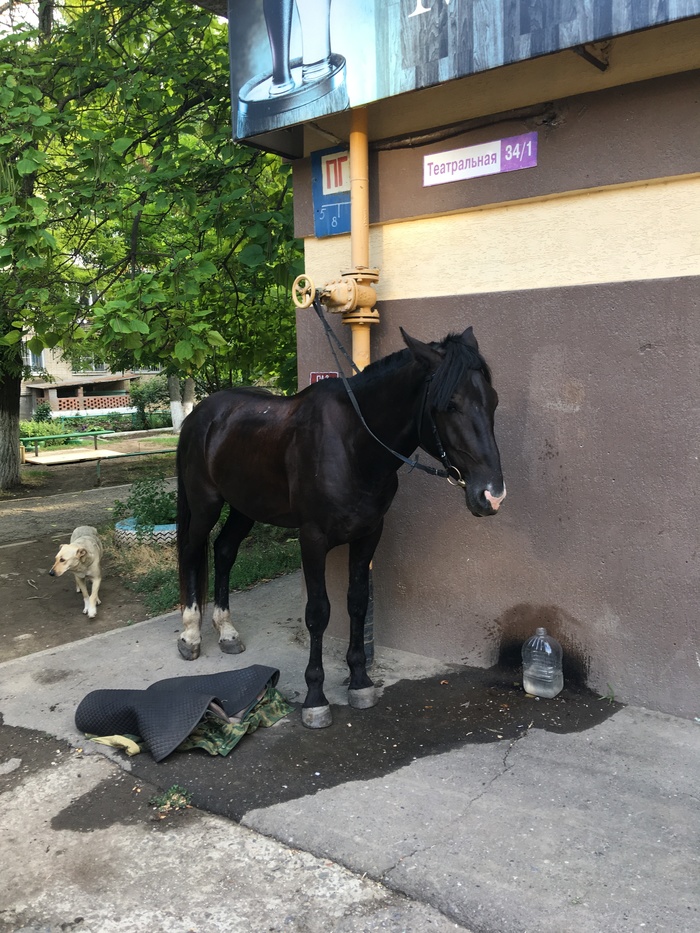 Внезапный конь Лошади, Таганрог, Внезапно