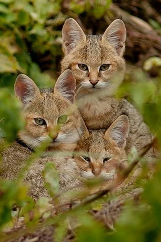 Ears - cat, Jungle cat, Animals, The photo