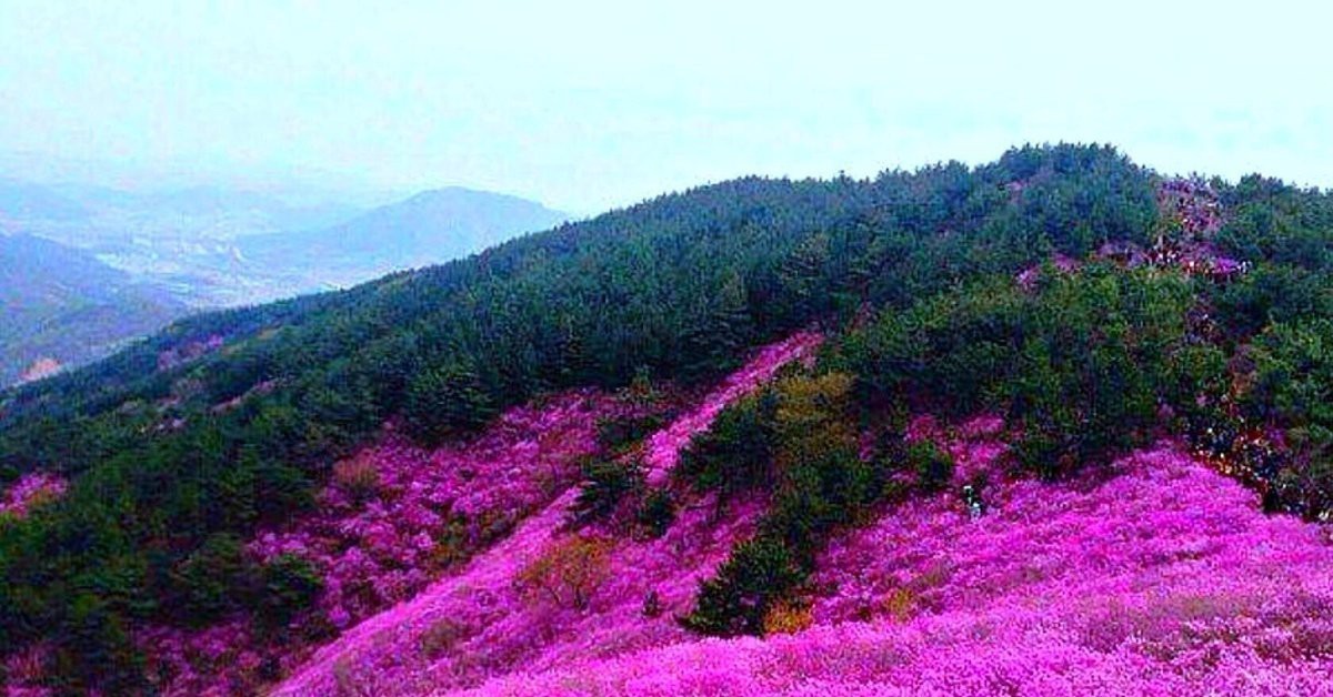 Сопки в багульнике фото забайкалье