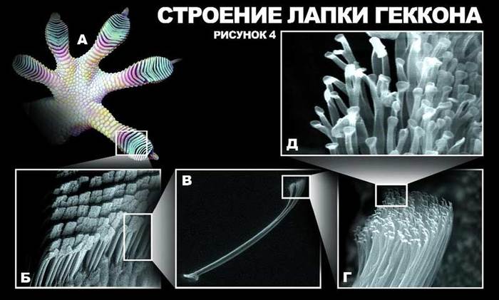 его лапы выглядят так чтобы ее лапы выглядели так. Смотреть фото его лапы выглядят так чтобы ее лапы выглядели так. Смотреть картинку его лапы выглядят так чтобы ее лапы выглядели так. Картинка про его лапы выглядят так чтобы ее лапы выглядели так. Фото его лапы выглядят так чтобы ее лапы выглядели так