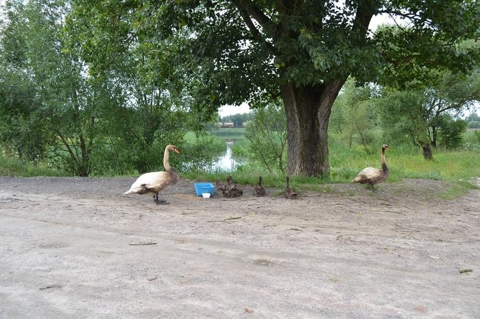 In Brest, citizens washed swans from oil products drained into a storm drain - Republic of Belarus, Brest, Swans, Good deeds, Longpost, Animal Rescue, Kindness