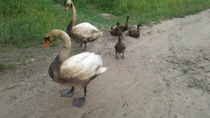 In Brest, citizens washed swans from oil products drained into a storm drain - Republic of Belarus, Brest, Swans, Good deeds, Longpost, Animal Rescue, Kindness