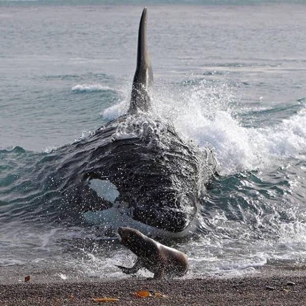 Save yourself, little one! - Seal, Погоня, Power, Save yourself!, Sea, Killer whale