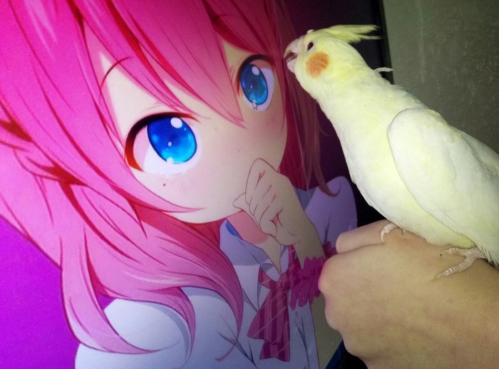 Heh :D - Birds, Anime, Memes