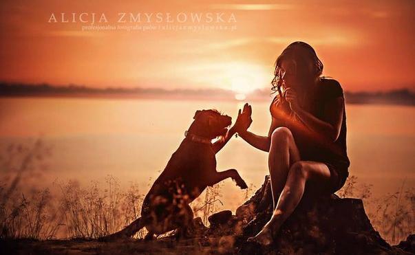 Beautiful dogs in the photo of Alicia Zmyslovskaya - , Dogs and people, Dog, Longpost