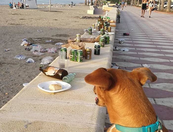 Dogs are not allowed on the beach because they can make it dirty - The photo, Animals, Dog, People, Beach, Garbage, Reddit