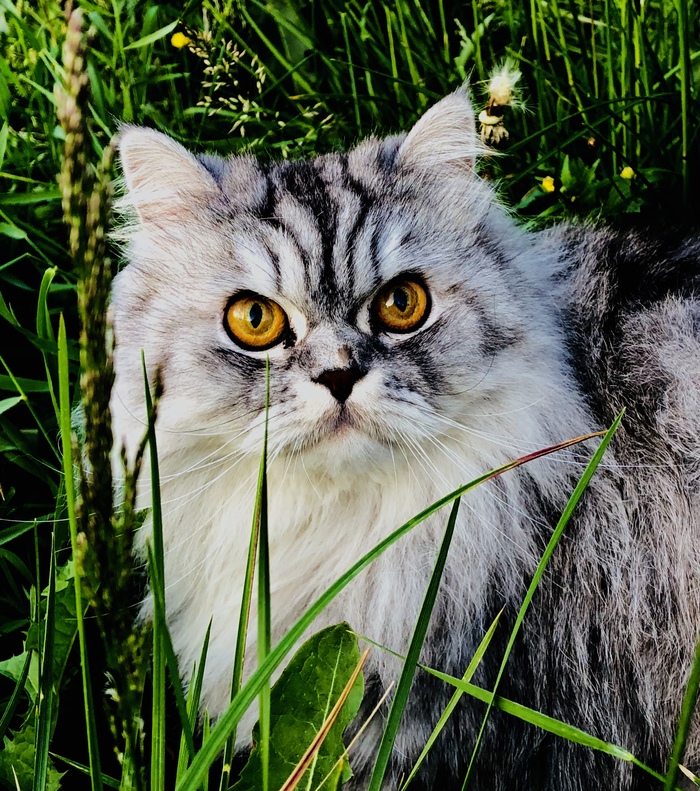 In grass - cat, My, Grass