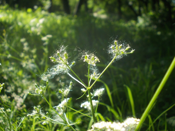 Poplar fluff - it's everywhere - My, , Walk, Poplar fluff