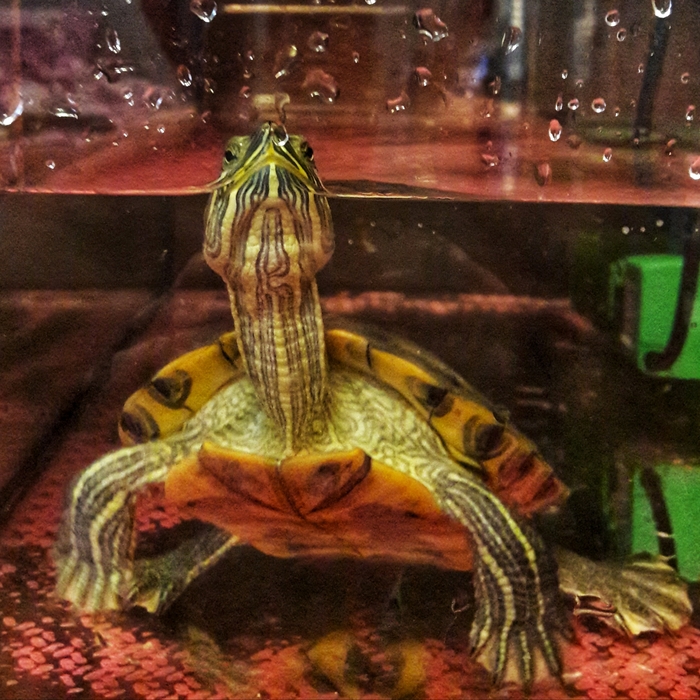 Meet Herring - My, Turtle, Aquarium