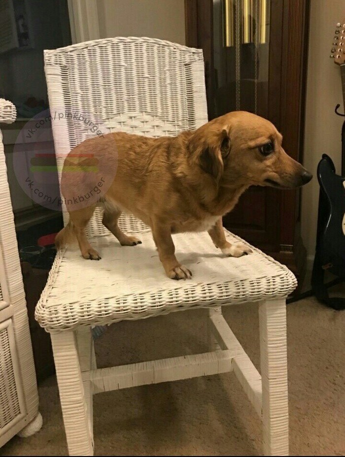 My friend decided to sell the table and chair but didn't know their dimensions so she used her dog to show the scale - Dog, Milota, Longpost