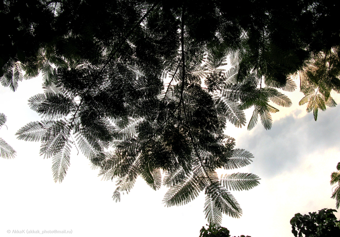 foliage graphics - My, Foliage, Leaves, Graphics, Silhouette, Sky, Plants, , The photo