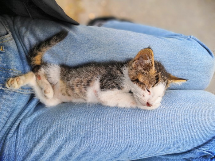 Crimean cats - My, Crimea, cat, Kindness, Longpost