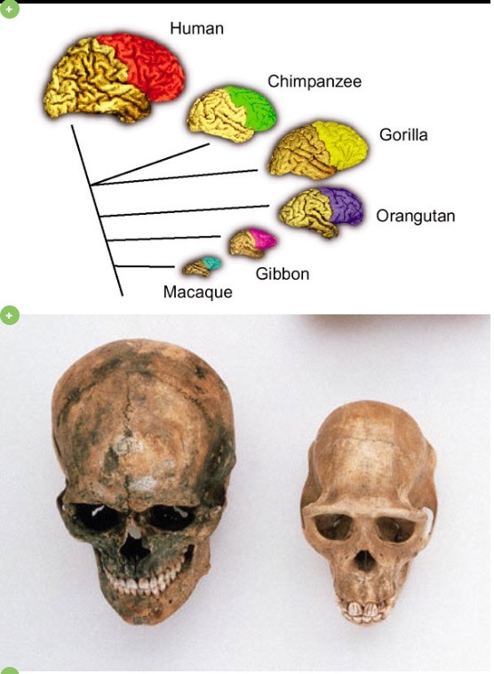 The principle of the brain of mammals (including humans) 3 - Animals, Mammals, Thinking, Intelligence, Intelligence, Art, Music, Patriotism, Video, Longpost