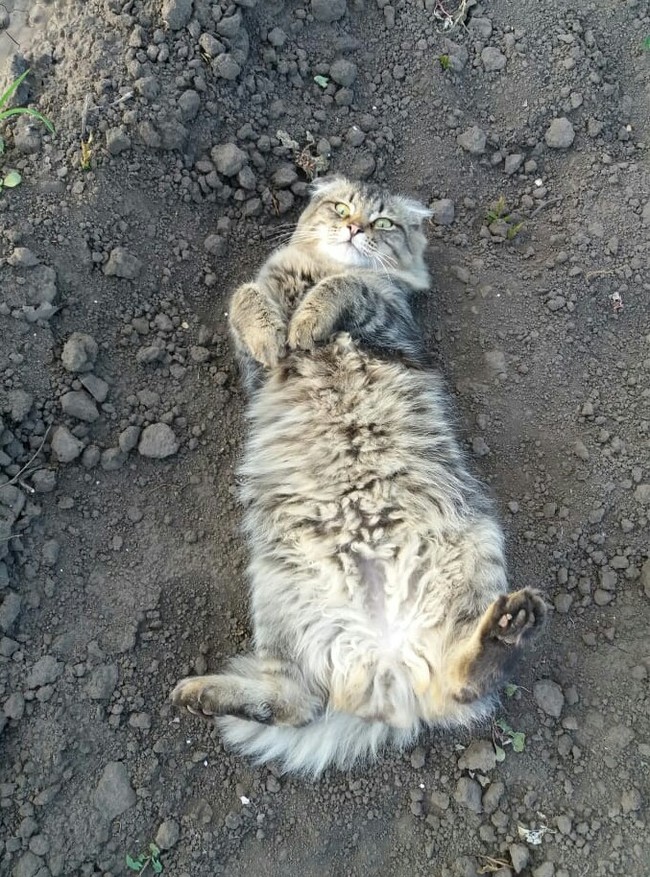 ������ �����