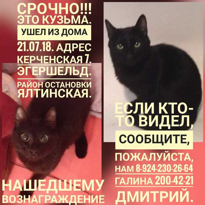 Help post! - cat, Help me find, Reward