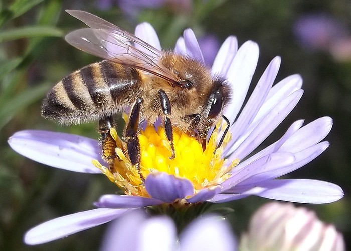 What a delicious nectar. - My, The photo, Photographer, Insects, Macro, Macro photography