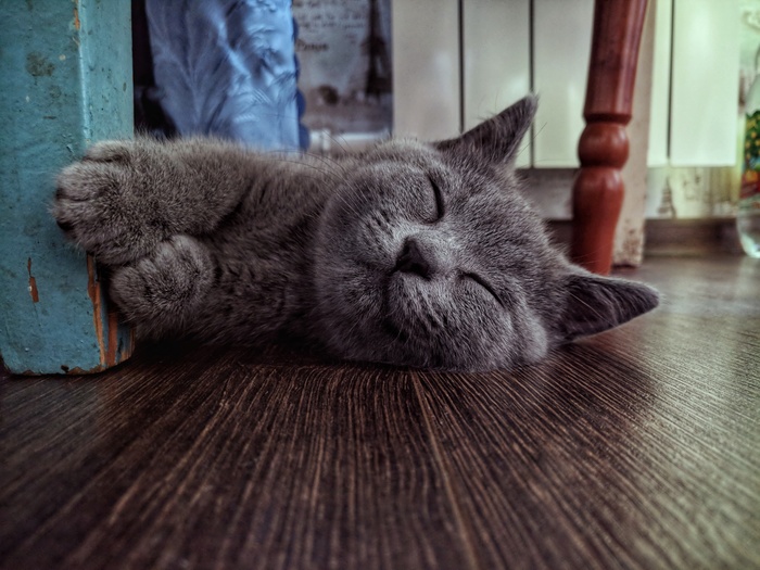 Sleeping cat post - My, British, Kittens, Dream, Milota, cat