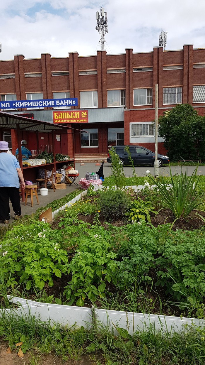 Vegetable garden in the city - My, Humor, Potato, The photo, Kirishi