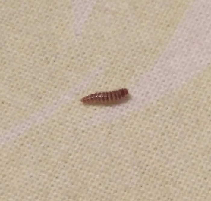 Who is this ? - House, No rating, Insect?, Insects