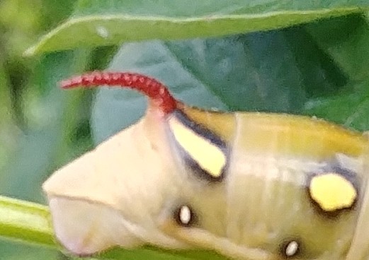 A caterpillar with a red horn? - My, Caterpillar, Insects