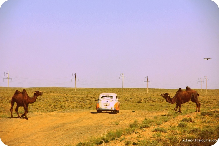 Drones from the future in Soviet Kazakhstan - Victory, Gaz M-20 Pobeda, My, Kazakhstan, Camels, Retro, Auto, The photo, My