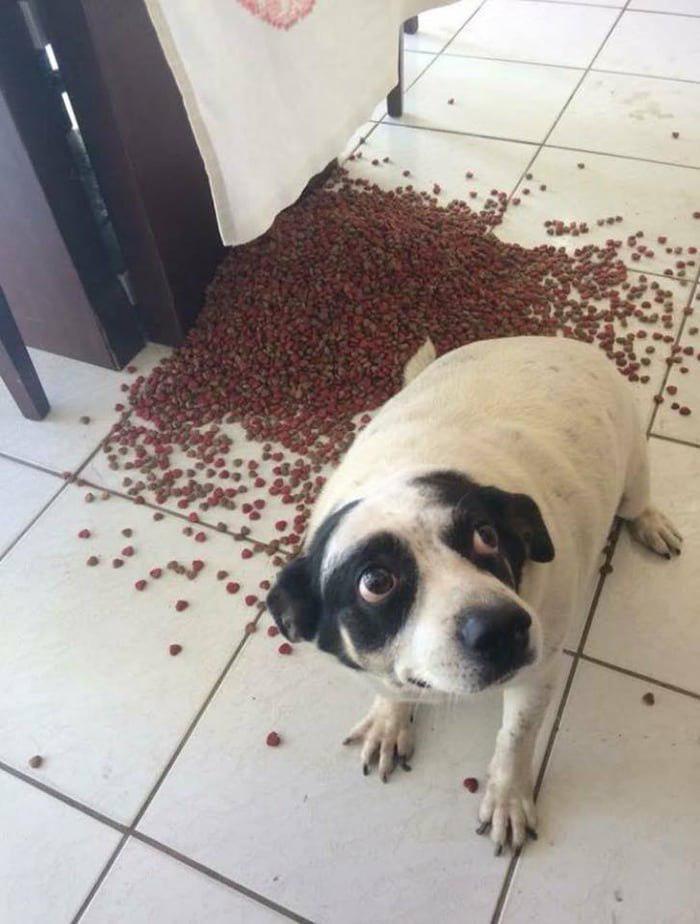 It just fell off, I'm in shock! - Dog, Animal feed, Emotions, Good boy