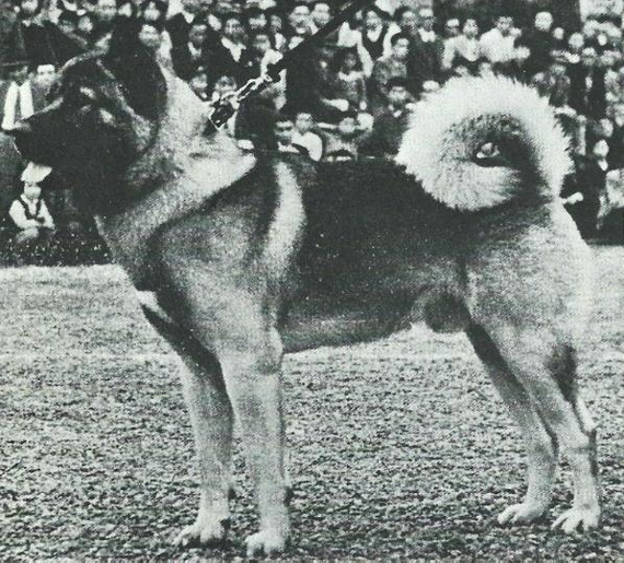 About breeds of dogs. - Dog, Dog breeds, Akita inu, American Akita, , Longpost, Animals