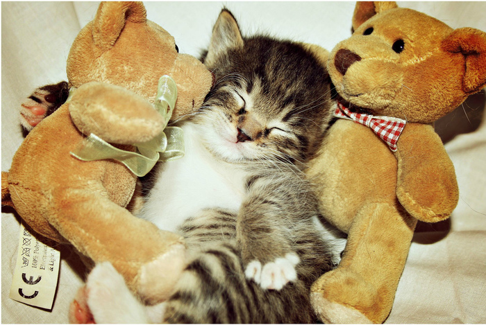 Little Bun - My, Dream, Kittens, The photo, Canon 450d, cat