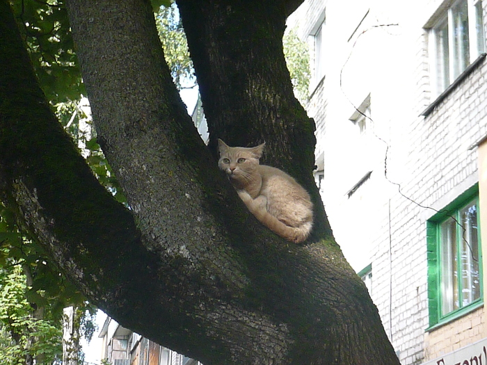 I found Lukomorye, only the cat is sleeping, and no golden chain was found on the oak - Alexander Sergeevich Pushkin, Gold Chain, Near Lukomorye, Lukomorye, cat, Oak, My, Longpost, Pushkin