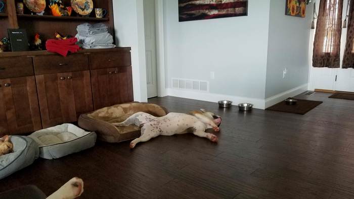 Every day he uses this 50 bucks lounger just to put his 'balloons' in it. - The photo, Dog, Sunbed, Dream, Ball, Reddit