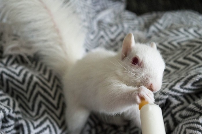 как мы спасли белку. Смотреть фото как мы спасли белку. Смотреть картинку как мы спасли белку. Картинка про как мы спасли белку. Фото как мы спасли белку как мы спасли белку. Смотреть фото как мы спасли белку. Смотреть картинку как мы спасли белку. Картинка про как мы спасли белку. Фото как мы спасли белку