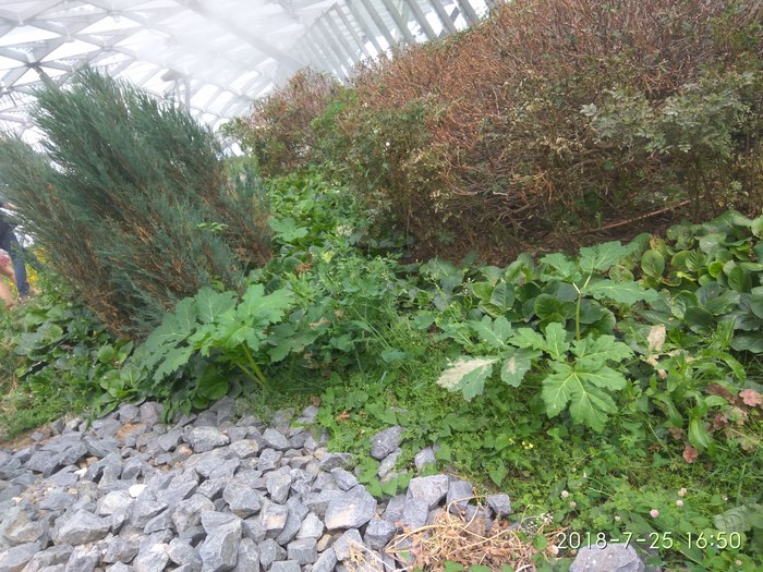 Борщевик в парке Зарядье.