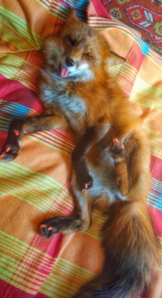 Oru! Obscene photo from the children's group. The fox does something indecent. - Domestic fox, Baby, Humor