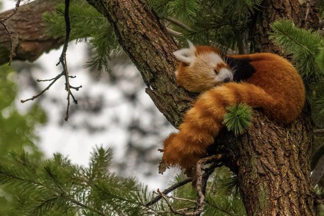 Red panda - Red panda, Animals, Milota, Reddit