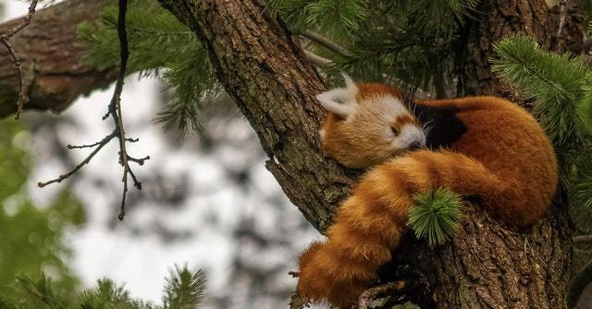 Когда просыпаются белки. Красная Панда. Спящие животные. Животные спящие на дереве. Красная Панда на дереве.