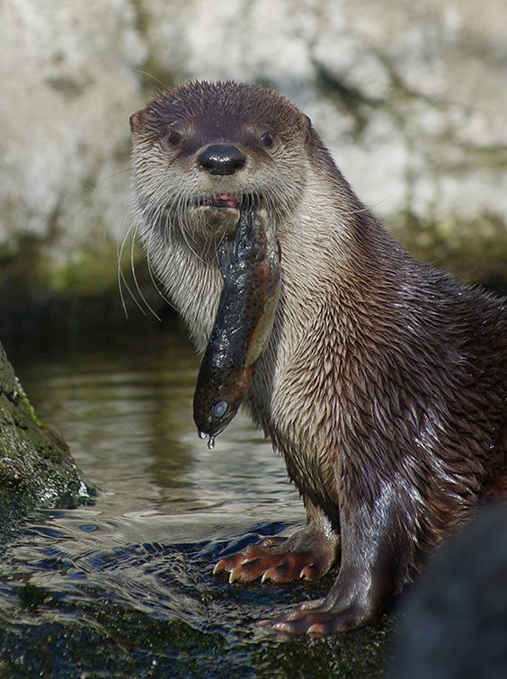 Remember that otter who wanted to trade rocks for fish? - The photo, Otter, A fish, Water, Fishing